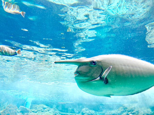 見たことのない魚がいっぱい♪【美ら海水族館】沖縄