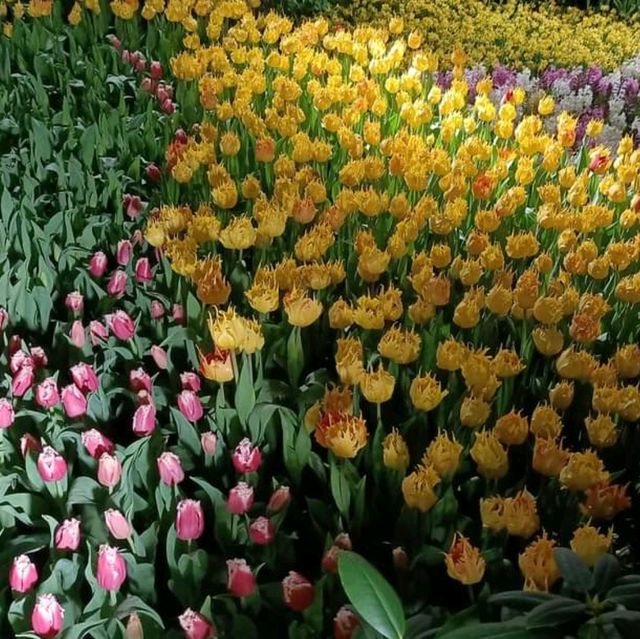 Tulipmania In Gardens By The Bay