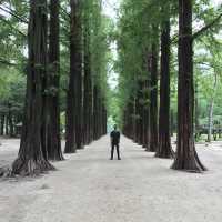 Winter Sonata Vibe in Nami Island