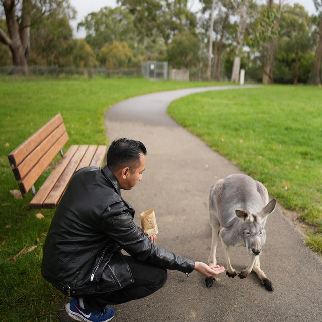 "Cleland Wildlife Park: A Serene Sanctuary fo