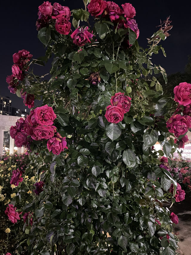 장미축제 막차타기 성공 🌹❤️