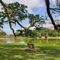 Amazing tree in Heritage garden in Malaysia!