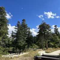 Bond with nature at Sandia Mountain