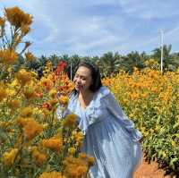 สวนดอกไม้ ไร่คุณอารียา @ กระบี่ 