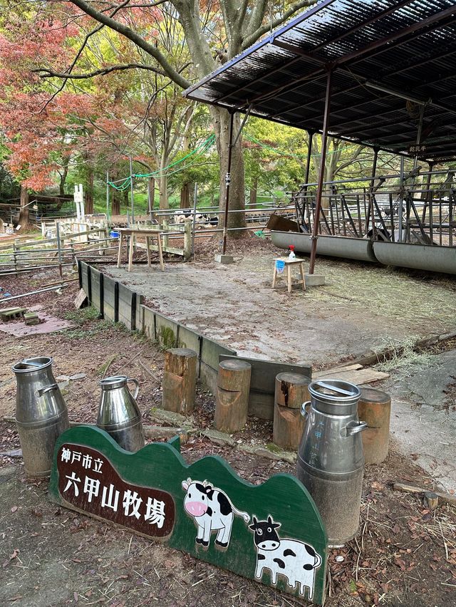 六甲山牧場—帶娃必去！