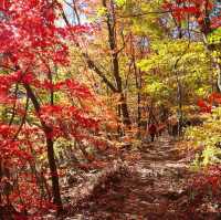 Beautiful autumn view of Odaesan NationalPark