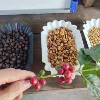 โรงคั่วกาแฟ เฉด ออฟ บราวน์