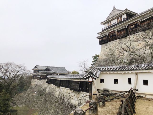 🏯四國愛媛松山城：江戶歷史、花海襯古城🏯