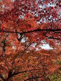 🇯🇵京都紅葉🍁東福寺🍁超美😍