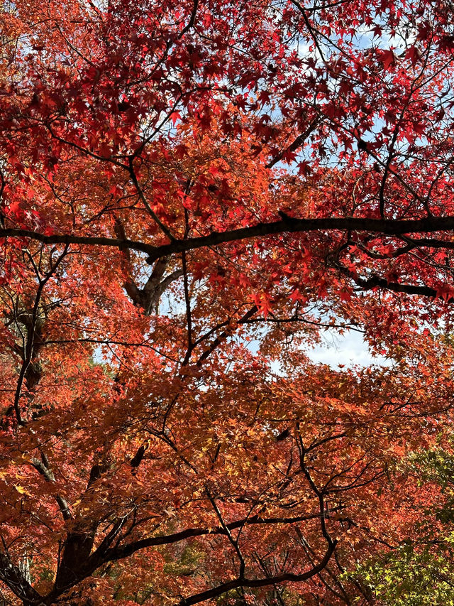 🇯🇵京都紅葉🍁東福寺🍁超美😍