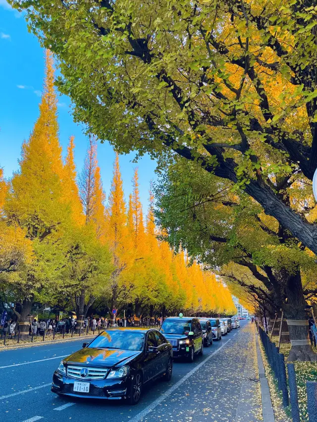 TOKYO'S MOST BEAUTIFUL FALL DESTINATION 