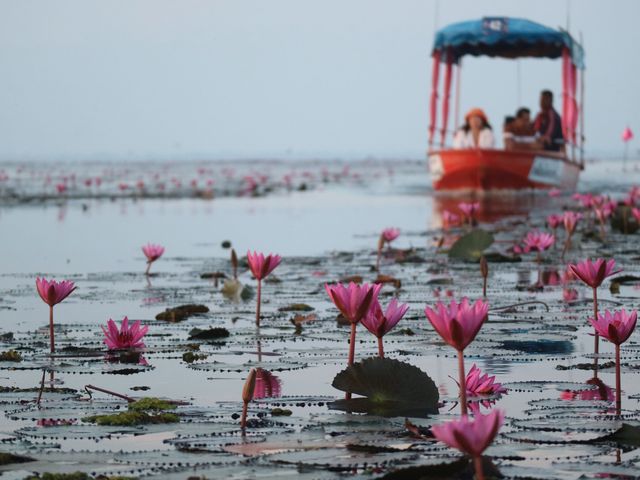 Red Lotus Lake in Thailand