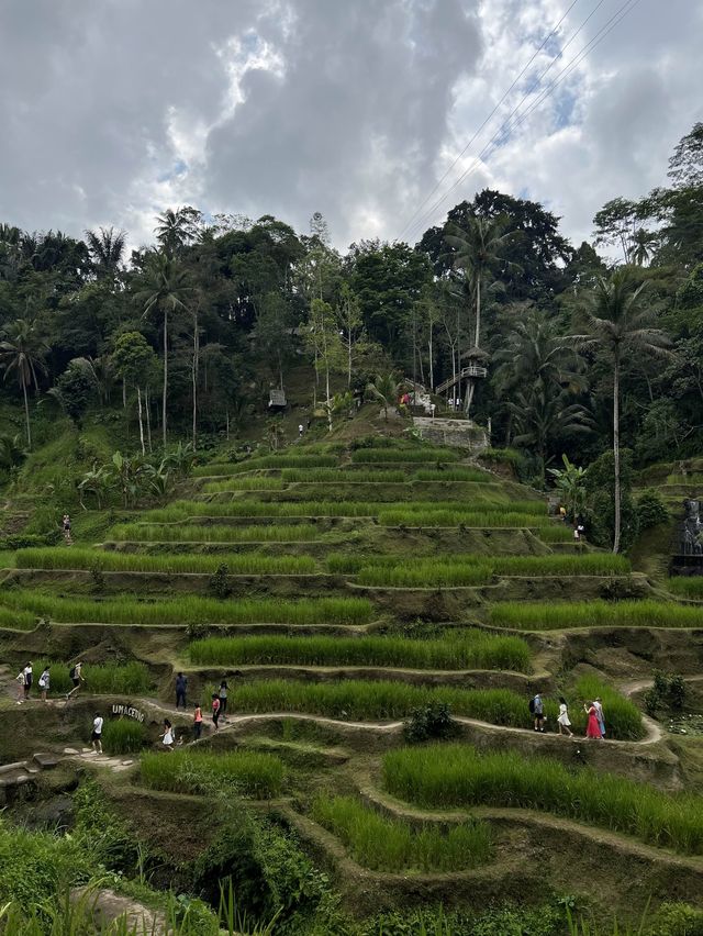 Ubud’s beauty 🌱🌳