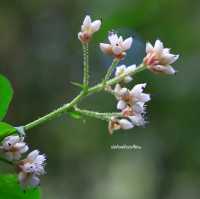กิ่วแม่ปาน มนต์เสน่ห์ธรรมชาติแห่งดอยอินทนนท์