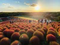 Sunset at Hitachi Seaside Park 🌅