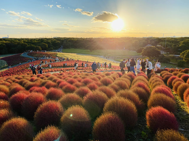 Sunset at Hitachi Seaside Park 🌅