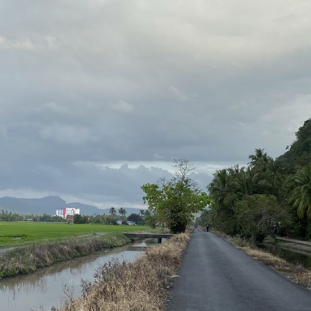 paddy field in Perlis, Malaysia