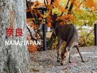 ไปให้อาหารน้องกวางที่เมืองนารา 🦌🇯🇵