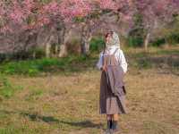 ซากุระเมืองไทย หนึ่งปีมีครั้งเดียว