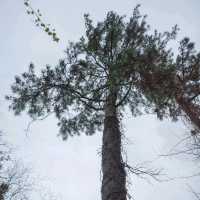 ๊ฒจ์ธ์ ์ด๋ก์ด๋ก ์ฒ, ํ์์ฒ