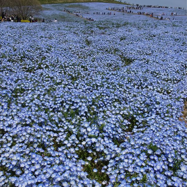 【國營日立海濱公園】藍粉蝶的夢幻山丘📷🦋