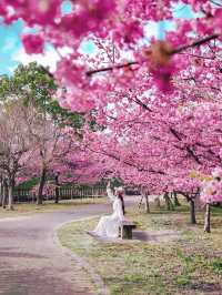 関西一の河津桜スポット🌸