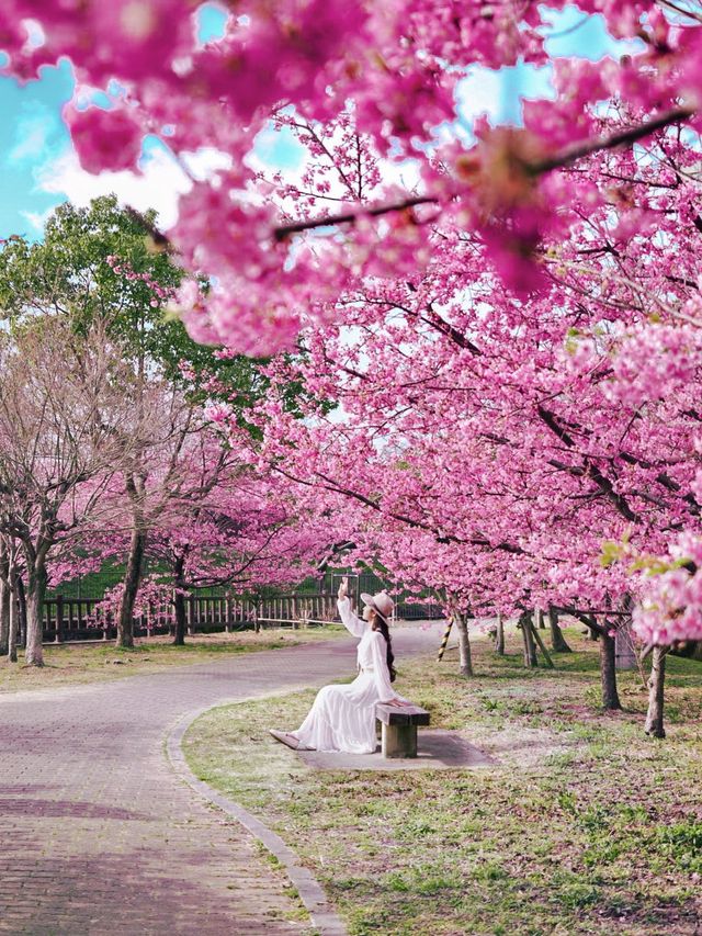 関西一の河津桜スポット🌸