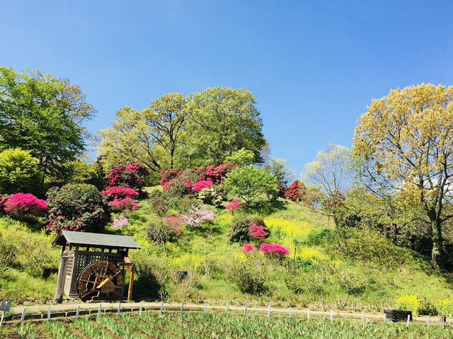 Just 320 yen for Iris Garden