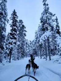 รีวิวกิจกรรมหมาลากเลื่อน#DogSleddingInKiruna
