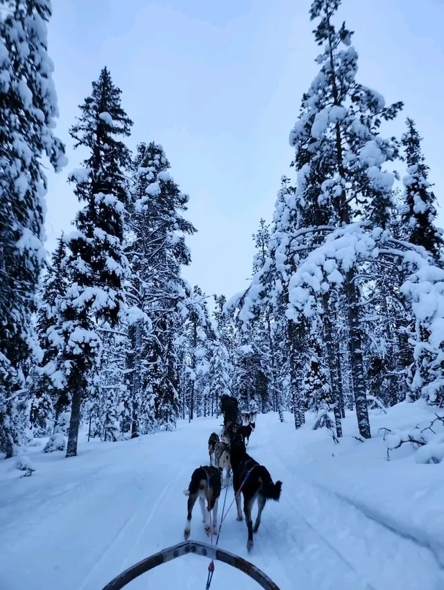 รีวิวกิจกรรมหมาลากเลื่อน#DogSleddingInKiruna