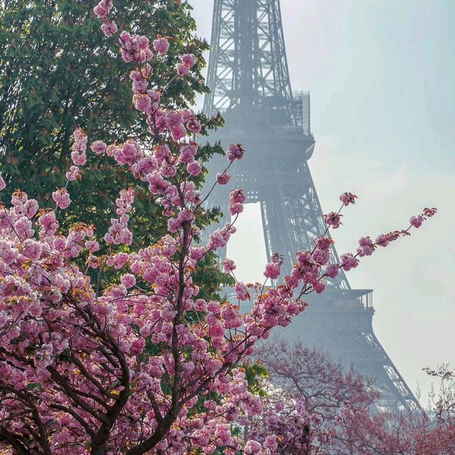 Cherry Blossom in France