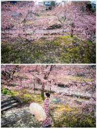 京都で1番最初に咲く桜🌸京都伏見『淀水路の河津桜』