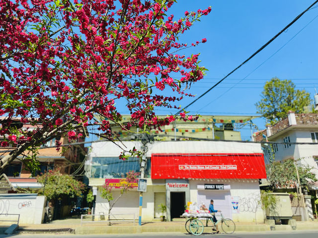 Flowering cherry blossoms in Kathmandu.