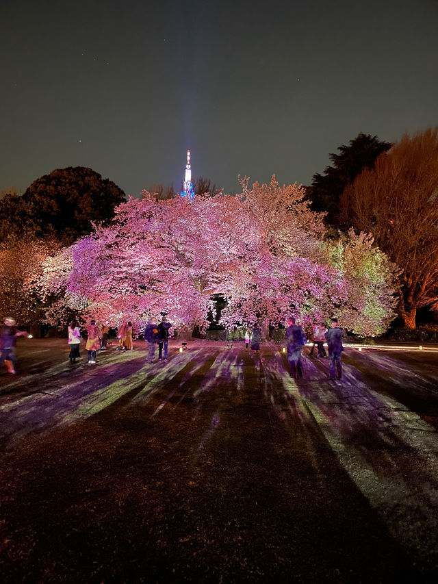 新宿御苑　桜のライトアップ