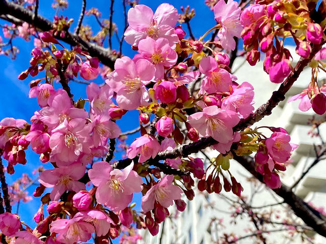 former Nakagawa Kawazu Cherry blossom