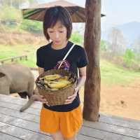 大象咖啡廳，在清邁。