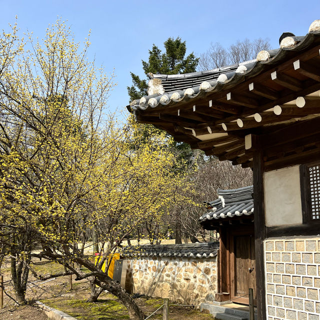 아산 현충사 매화 목련 맛집 🤍