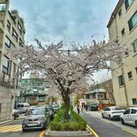 延南洞弘大賞櫻 咖啡店hopping 🌸