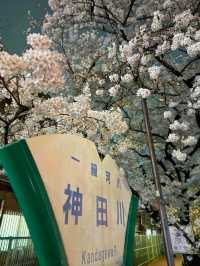 【東京】9割は知らない?!超穴場な夜桜スポット🤍