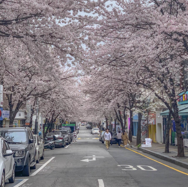 합정 벚꽃 루트 추천 코스