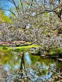 【立川】昭和記念公園の桜とチューリップは、絶対に見てほしい