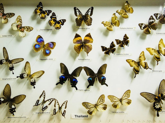Kuala Lumpur Butterfly Garden