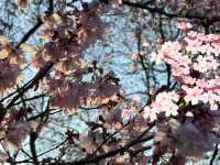 【東京人少賞櫻🌸地點】汐入公園🏞️人🧍‍♀️🧍少少，可以盡情影櫻花🌸