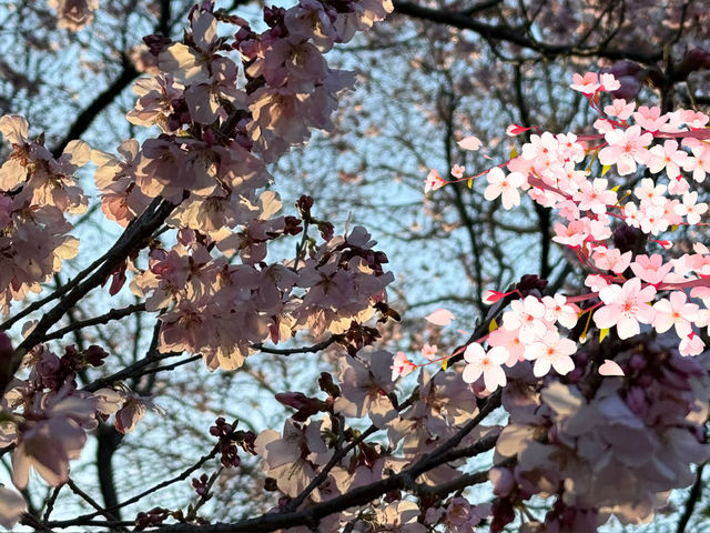 【東京人少賞櫻🌸地點】汐入公園🏞️人🧍‍♀️🧍少少，可以盡情影櫻花🌸