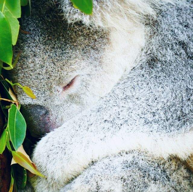 시드니 동물원 탐방! 🐨