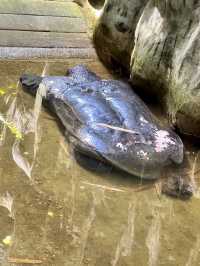 Jong's Crocodile Farm