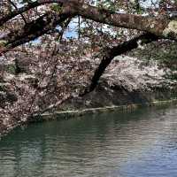 🌸 OKAZAKI SAKURA CORRIDOR 🌸