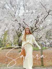 迫力満点！六義園の桜