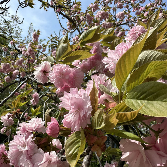 Flowering season at Nagoya 