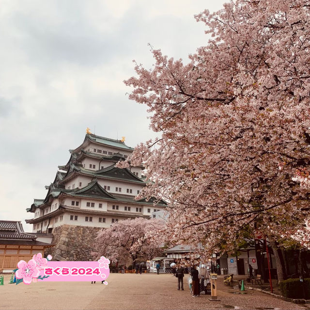 【桜とのコントラストが最高★】名古屋城